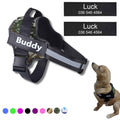 Coleira Peitoral Personalizada para Cachorros com Tags - Safe Buddy